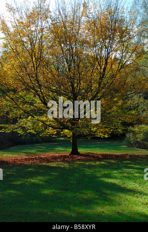 Arbre d'automne dans le parc aux beaux jours.southampton common. Banque D'Images