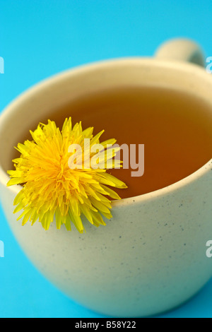 L'infusion de pissenlit Taraxacum officinale Banque D'Images