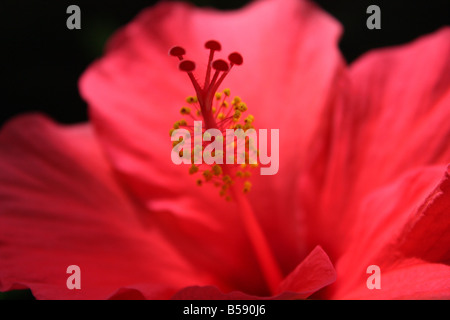 USA. Un hibiscus rouge tropical est capturé dans l'après-midi. Banque D'Images