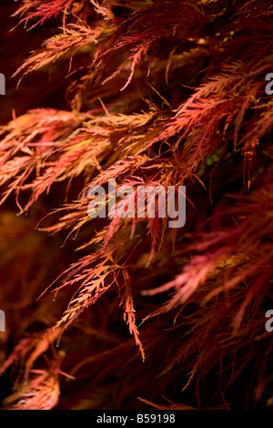 Les feuilles d'automne - Acer palmatum Dissectum Atropurpureum Banque D'Images