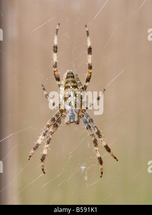 Grand jardin commun femelle araignée dans sa toile dans un jardin de Cheshire England Royaume-Uni UK Banque D'Images