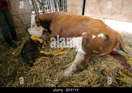 Vache avec veau nouveau-né couché dans une grange à foin Banque D'Images