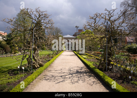 Chemin dans les motifs de Louvain Jardin Botanique Kruidtuin, délimité par des arbres de glycines. Leuven, Belgique (42) Banque D'Images