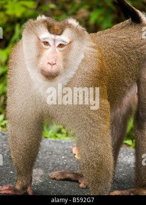 Gros plan du macaque en parc national Khao Yai Thaïlande Banque D'Images