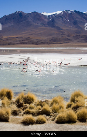 Altiplano laguna Charcota, Andes, Amérique du Sud, désert bolivien Banque D'Images