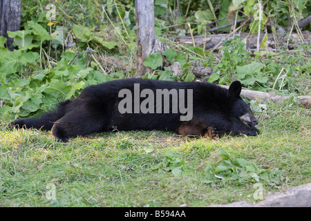 Ours noir Ursus americanus cub couchée sur le côté Dormir dans une clairière dans la forêt Banque D'Images