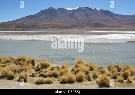 Laguna Charcota, Andes, Amérique du Sud, désert bolivien Banque D'Images