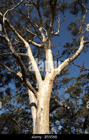 Grand scribbley gum eucalyptus unique portrait de l'Île Stradbroke-nord sur Queensland QLD Australie Banque D'Images