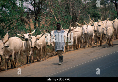 Agriculteur éleveur de vache garçon avec stick et le bétail à cornes longue balade le long d'une route à Kaduna Nigeria Afrique Banque D'Images