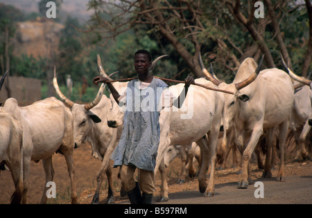 Agriculteur éleveur de vache garçon avec stick et le bétail à cornes longue balade le long d'une route à Kaduna Nigeria Afrique Banque D'Images