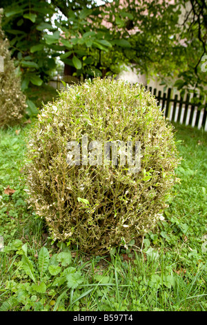 Arbre généalogique de la Pyrale (Glyphodes perspectalis). Le buis (Buxus sempervirens) infectées par des chenilles Banque D'Images