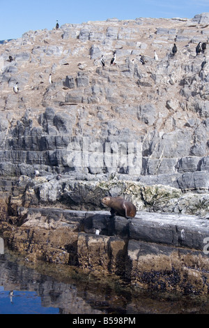 Et Cormorant Shag oiseaux de colonie, Otariidae Parque Nacional, le Canal de Beagle, l'Argentine, l'Amérique du Sud Banque D'Images