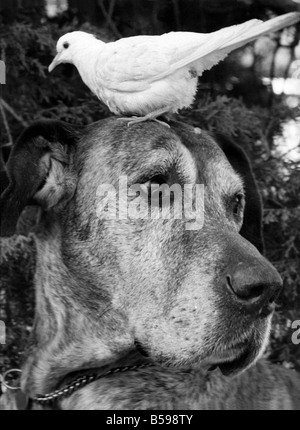 Sean le 9-year-old Great Dane, reçoit toujours l'oiseau jusqu'au Jardin de Gatwick en volières Charlwood, Surrey. Pour le Flocon Dove Java a pris une fantaisie pour lui, et chaque fois qu'il marche près d'elle ; elle est perché sur sa tête. Mais Sean est un chien très patient et il doesnêt l'esprit le moins, en fait, il commence à l'aimer. Mai 1977 P007439 Banque D'Images