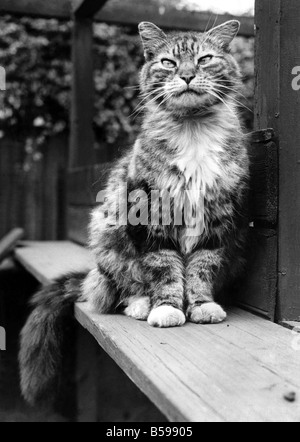 Le Boss-Cat peluches au Battersea Dog's home. Mai 1967 P007474 Banque D'Images