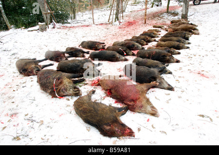 Le sanglier (Sus scrofa), des animaux morts après une chasse Banque D'Images