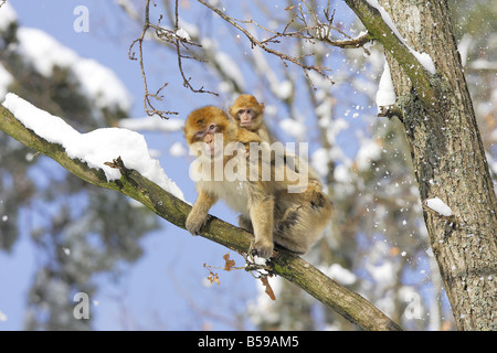 Macaque de barbarie, Barbary Ape (Macaca sylvanus), la mère avec les jeunes sur le dos Banque D'Images
