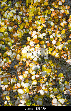 Couleurs d'automne et la neige à Aviemore Rothiemurchus Badenoch et Strathspey Highland Inverness Ecosse Région UK Banque D'Images