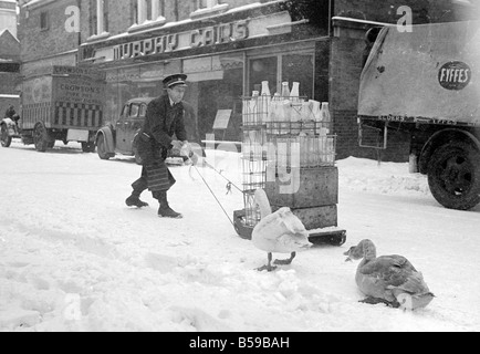 La lourde chute de neige du jour au lendemain voit le laitier offrant son lait en traîneau, comme deux cygnes regardez sur avec amusement. Janv. 1940 Banque D'Images