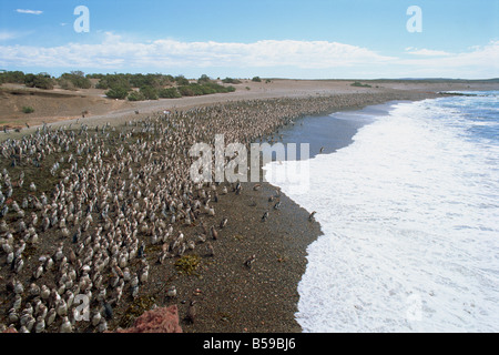 Des milliers de manchots de Magellan se rassemblent à Punta Tombo pour élever, Chubut, Argentine, Amérique du Sud Banque D'Images