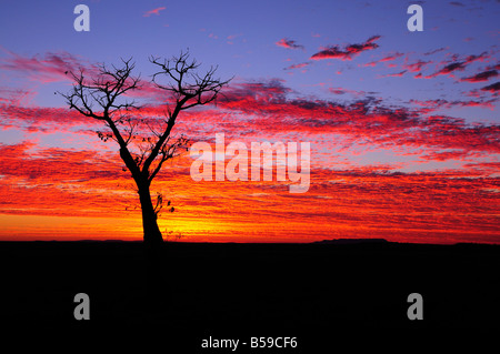 Boab tree au lever du soleil, Kimberley, Western Australia, Australie, Pacifique Banque D'Images