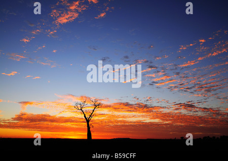 Boab tree au lever du soleil, Kimberley, Western Australia, Australie, Pacifique Banque D'Images