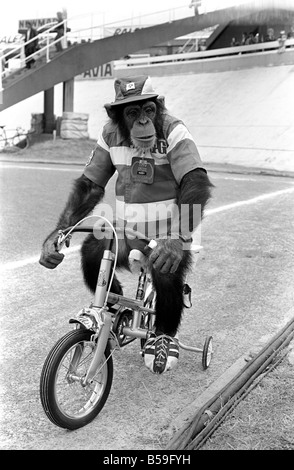 Noddy Chimp sur hydravion. Brooke Bond Chimp. Le ÑNoddyÉ ÑTour FranceÉ Brooke Bond de chimpanzé acteur, aider avec les ope Banque D'Images