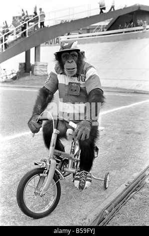 Noddy Chimp sur hydravion. Brooke Bond Chimp. Le òNoddyÛ òTour FranceÛ Brooke Bond de chimpanzé acteur, aider avec les ope Banque D'Images