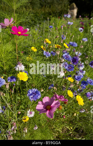 Beaucoup de couleurs de fleurs sauvages dans une prairie de l'Angleterre en été Banque D'Images
