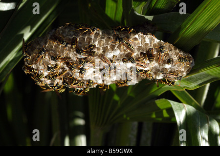 European Paper Wasp (Polistes dominulus, Polistes dominula, Polistes gallicus), plusieurs personnes sur son nid Banque D'Images