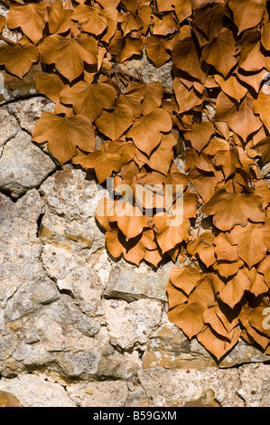 Le lierre (Hedera helix) - mort - sur mur de pierre, en France. Banque D'Images