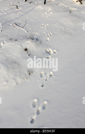 Lièvre d'Europe (Lepus europaeus), les pistes dans la neige Banque D'Images