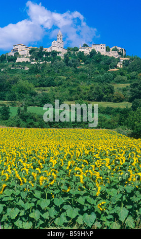 'Le TOURNESOL LA GARDE-ADHEMAR' VILLAGE VALLÉE DU RHÔNE FRANCE Banque D'Images