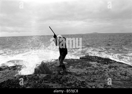 L'île d'Orkney Rousay Histoire : à l'île d'Orkney Rousay, où 29 ans Christopher Soames a couché sur une nouvelle vie pour lui-même et sa femme Mary, et de leurs enfants, de sable 8, 5 David et Elizabeth, 4. Les images montrent Christopher au travail : le tir des canards pour l'alimentation de la famille. Janvier 1970 71-00005-003 Banque D'Images