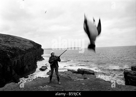 L'île d'Orkney Rousay Histoire : à l'île d'Orkney Rousay, où 29 ans Christopher Soames a couché sur une nouvelle vie pour lui-même et sa femme Mary, et de leurs enfants, de sable 8, 5 David et Elizabeth, 4. Les images montrent Christopher au travail : le tir des canards pour l'alimentation de la famille. Janvier 1970 71-00005-006 Banque D'Images