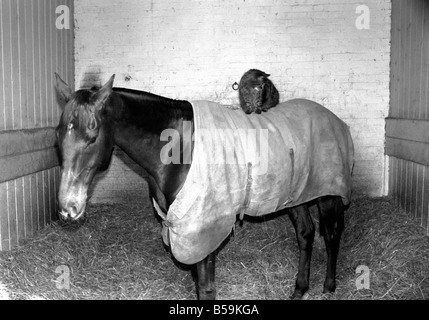 Ocean King portant son manteau était dans son échoppe et sur son dos était un poids léger jockey en la forme de l'écurie dix ans appelé cat Jose qui passe une grande partie de son temps avec le roi de l'océan. Les deux amis dans l'étable. ;Avril 1975 ;75-2082 Banque D'Images