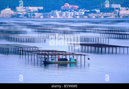 Les AGRICULTEURS SUR LA COLLECTE D'HUÎTRES AU BATEAU FARM 'BASSIN DE THAU BASSIN' LANGUEDOC FRANCE Banque D'Images