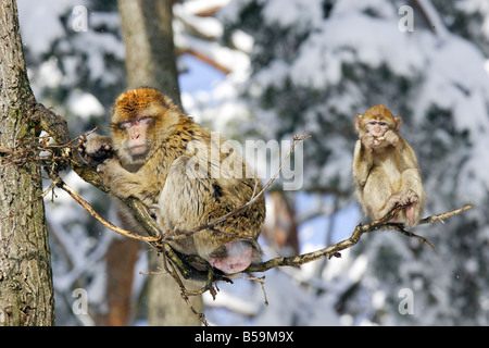 Macaque de barbarie, Barbary Ape (Macaca sylvanus), la mère et les jeunes on branch Banque D'Images