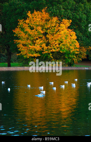 Arbre d'automne reflètent dans lac, commune de Southampton. Banque D'Images