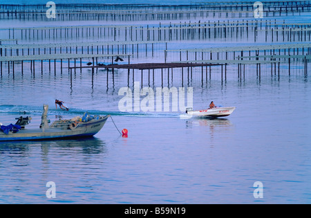 SKI NAUTIQUE ET OYSTER FARM 'BASSIN DE THAU BASSIN' LANGUEDOC FRANCE Banque D'Images