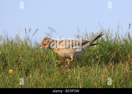 Alauda arvensis SKYLARK CHASSE EN HERBE Longue Vue de côté Banque D'Images