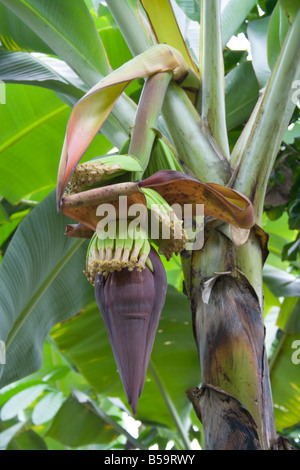 Arbres de bananes biologiques sur plantation près de Quito Equateur Amérique du Sud Banque D'Images