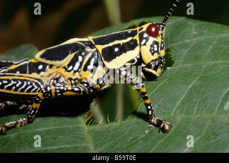 Sauterelle Variegated Zonocerus variegatus Acrididae dernier stade nymphe mangeant une feuille au Cameroun Banque D'Images