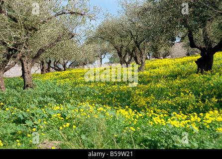 Oliviers de fleurs sauvages sous la Crète îles grecques Grèce Europe Banque D'Images