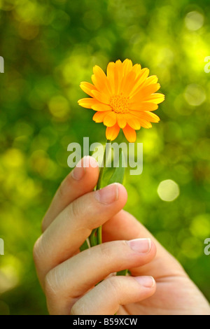 Le souci Calendula officinalis main Banque D'Images