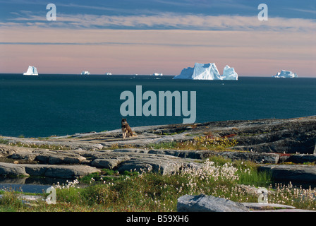 Port plate-forme avec la toundra d'automne, les icebergs dans la baie de Disko, Qeqertarsuaq (Godhavn) sur l'île Disko, côte ouest, Groenland Banque D'Images