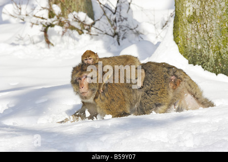Macaque de barbarie, Barbary Ape (Macaca sylvanus), la mère avec les jeunes sur le dos Banque D'Images