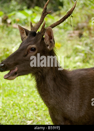 Deer barking dans le parc national Khao Yai Thaïlande Banque D'Images