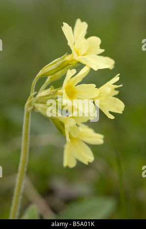 Oxlip, Primula elatior, fleurs sauvages des Alpes, du Parc National Hohe Tauern, Autriche Banque D'Images