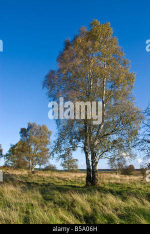 Silver Birch Tree sur Cannock Chase Banque D'Images