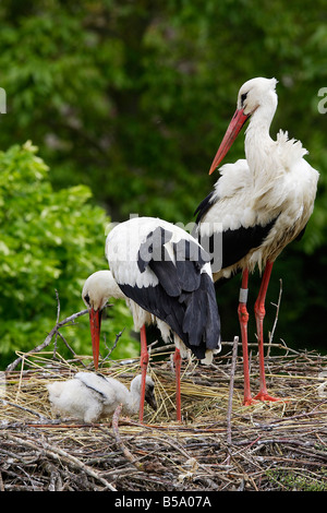 Cigogne Blanche (Ciconia ciconia) couple sur son nid avec chick Banque D'Images